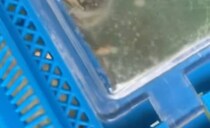 娘と羽化を待つ「アゲハ蝶の蛹」虫かごをのぞいたら……　“うごめく正体”に衝撃「トラウマじゃん」と1200万表示