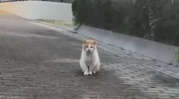 猛暑日、山奥に捨てられた老猫を発見、その後…… 感動の展開に「運命の出会い」「心があたたかくなりました」