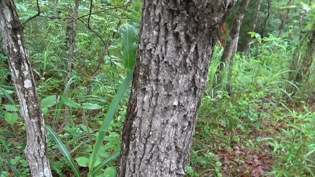 雨の日、木を軽く揺らしたら…… 頭上からバラバラ落ちてきた“まさかの生物”に「羨ましい!」「ビックリ」