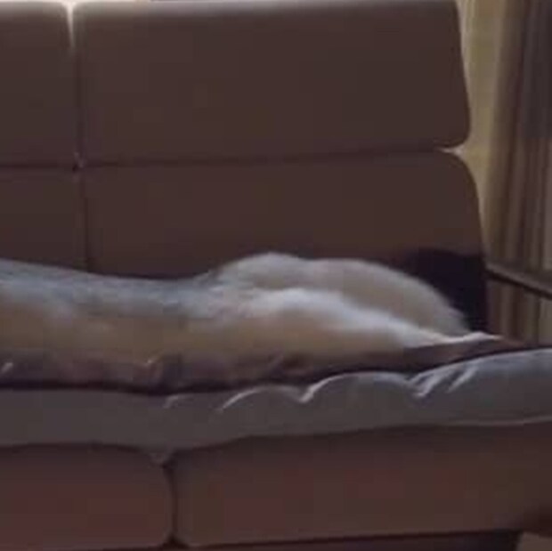 寝ている愛犬をふと見たら…… ←寝相がいいとき 悪いとき→ 103万再生の姿に「千と千尋のハクみたい」「最高」