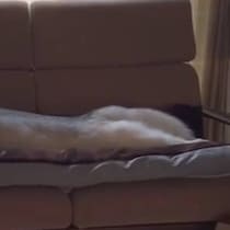 寝ている愛犬をふと見たら……　←寝相がいいとき　悪いとき→　103万再生の姿に「千と千尋のハクみたい」「最高」