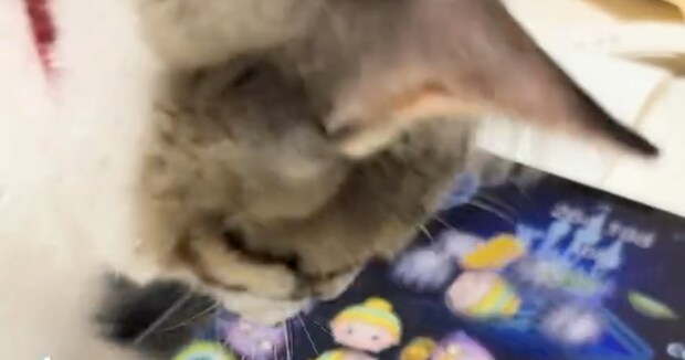 「ディズニーツムツム」でフィーバーに突入→愛猫がスッと割り込むと……　180万表示のまさかの光景に「CMいける」「凄すぎやろwww」