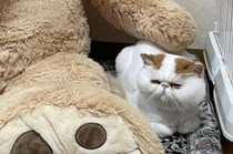 引越しで家具が消えたマイホーム　ワケを知らぬ愛猫が……“声なき訴え”が127万表示「ふてくされとるｗ」