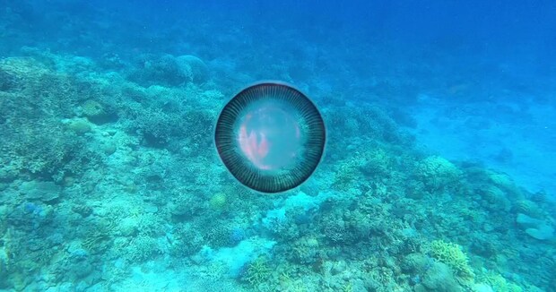 「このクラゲの名前わかる方いませんか!?」　沖縄で撮影されたクラゲが、どう見ても“カラコン”で大喜利状態　「ネタだと思ったら」