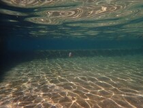 「クラゲが浮いてる？」→近づくと……　まさかの“激レア”生物遭遇に「こんな可愛い生き物がいるんですか」