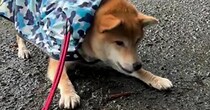 柴犬を散歩させていたら……「うわ、でっかい」　“まさかの巨大生物”と遭遇→10分間の格闘シーンに「見ているこちらがドキドキ」