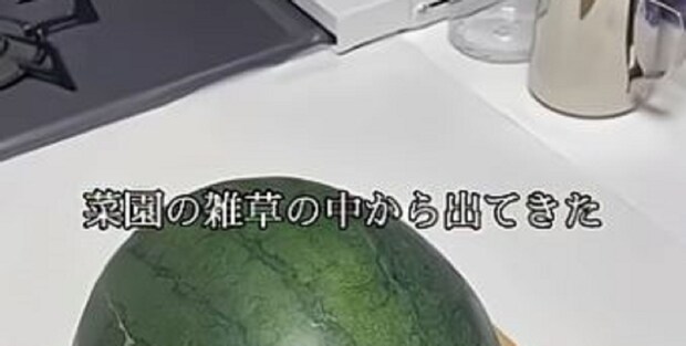 雑草だらけの家庭菜園で発掘した“謎の収穫物”→ウキウキでカットしてみたら……「えっ」思わず絶句する光景に「危なかったですね」