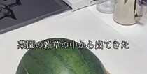 雑草だらけの家庭菜園で発掘した“謎の収穫物”→ウキウキでカットしてみたら……「えっ」思わず絶句する光景に「危なかったですね」