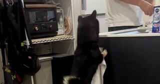 キッチンが気になる黒柴→ピョンピョン跳ねたあと……　“賢すぎる行動”に「うちの子も同じ」「ルールを理解してる」