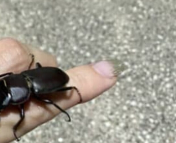 ひっくり返ったクワガタを助けたら…… 直後に起きた“とんでもない事態”に女性涙「無慈悲」「夏の思い出」