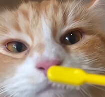 【画像・動画】驚きの検証結果