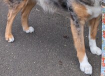 散歩中、よく「何という犬種ですか？」と聞かれる愛犬→一度見たら忘れられない姿に「すげ～！」「イケメンでかわいすぎる！！」