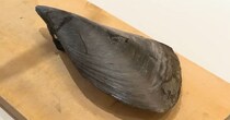 とんでもなく大きい二枚貝を大量購入→さばいてみると……　興味深い中身に「久々に見ました！」「たまらん」