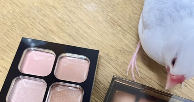 「アイシャドウの塗り方がわからん」→“目からウロコのアイデア”で解決！　360万表示の工夫に「この手があったか」　投稿者に話を聞いた