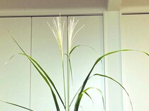 お月見用のススキをゲット→飾り方を悩んでいると……　小5娘がいつの間にか仕上げていた“斬新な生け方”に5.2万いいね　「声出して笑いました」