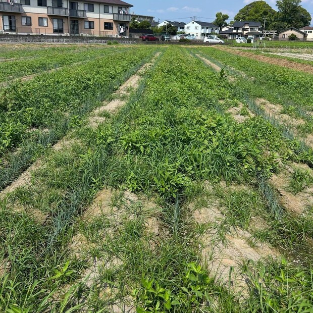 雑草ボーボーの畑→24歳男性が本気出すと…… たった1週間で“まさかの光景”に「すごっ!」「こんな綺麗に」