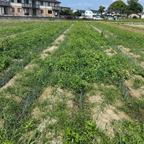 雑草ボーボーの畑→24歳男性が本気出すと……　たった1週間で“まさかの光景”に「すごっ！」「こんな綺麗に」