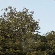 大阪出張中の夫からLINE→添付された“思わぬ1枚”に妻困惑「え〜とすみません」「クリニックの待合室で震えた」