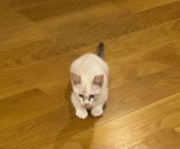 保護子猫の名前が決まらない!→“自分で”選んでもらったら…… 奇跡の瞬間に「オモロい!」「元気で長生き出来そう」と266万再生