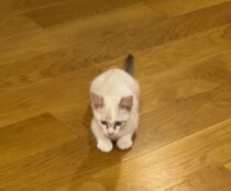 保護子猫の名前が決まらない！→“自分で”選んでもらったら……　奇跡の瞬間に「オモロい！」「元気で長生き出来そう」と266万再生