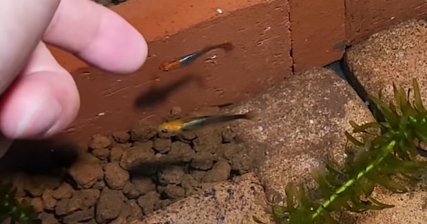 ひとりぼっちだったオスのメダカ、“妻”を迎えるも2週間後…… 驚きの光景に「泣いた」「こんなに感情豊かなんですね」