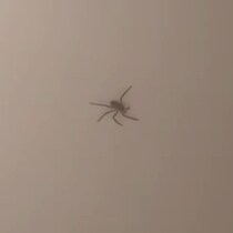 【画像】捕獲シーン