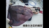 巨大深海魚のぶっとい毒針に刺され5時間後、体がとんでもないことに……　衝撃の経過報告に「死なないで」