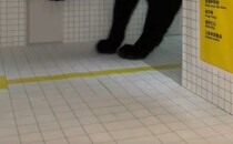 ダンボールで作った『8番出口』に、まさかの“異変”　現れた生き物に「こりゃぁ…とんでもない」「永遠にでられなくていいや」