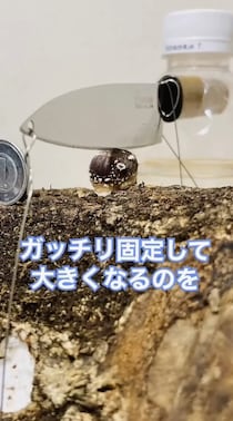 原木シイタケの上に包丁を置いて育てたら……　340万回再生された興味深い結果に「まさか軸が」「イかれた実験」　1年後……“中の人”に話を聞いた