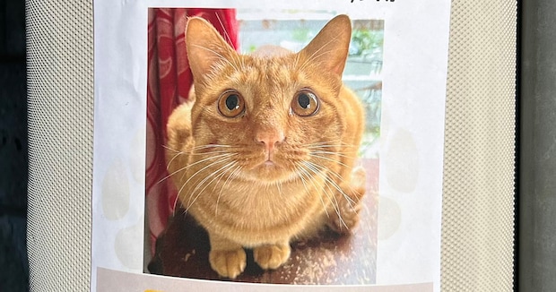 朝、街で見つけた“迷い猫”の張り紙→よく見ると……「えーー！！！」　500万表示の“まさかの内容”に「アツすぎる」「涙ちょちょぎれちゃうわ」