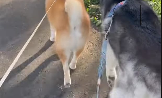 柴犬と犬3匹で散歩に行くと……　100万再生のまさかの光景に「え、すごい」「こんな事有りますぅ？？？」「恐るべし」