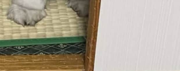 SNSで“猫界の北川景子”らを見ていた愛猫家、ふと目線を感じて…… 「市原悦子にしか見えない」 まさかの光景に「にじみ出る大御所感」「あら、いやだ」