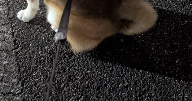 散歩中、足を止めた柴犬を見てみると……　味わい深い姿に「真剣ですね」「まさかスカウト？」