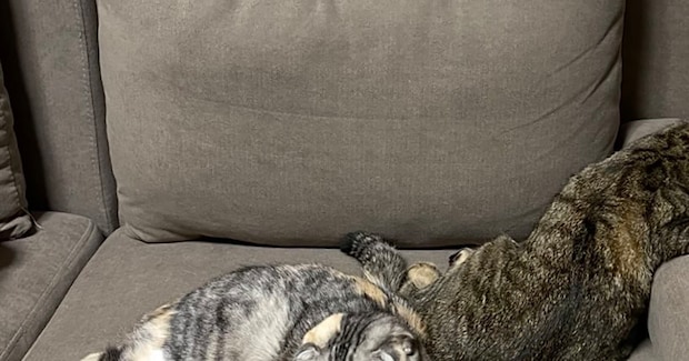 ソファでくつろぐ猫を見たら→「首の向き間違えてない…？」　目がバグる“まさかの光景”に「えっ、本当に首どうなってるの」
