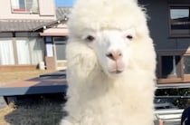 【画像】アルパカに起こされるとこうなる
