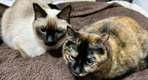 2匹の愛猫の写真をふいに撮ったら……　“ガンダムSEEDすぎる構図”に反響　「もうそれにしか見えんwww」「主題歌が脳内で……」