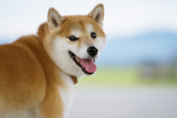 【社会人が選ぶ】「最強にかわいいと思う犬種」ランキング！　2位は「秋田犬」、1位は？