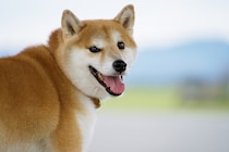 【画像：ランキング22位～1位を見る】