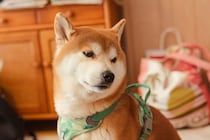 【男性に聞いた】仕事から帰って出迎えてくれたらうれしい「犬種」ランキングTOP27！　第1位は「柴犬」【2025年最新調査結果】