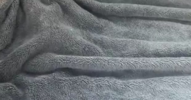 猫にそっと毛布をかけたら……「お人形さんみたい」　“まさかの表情”が250万表示　「はやくこれになりたい」