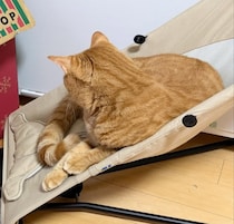 ベビー用椅子でくつろぐ猫、その視線の先には……　「声出して笑った」まさかの光景に「ちょ」「間違ってるけど正解です」