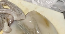 買ってきたイカ→さばいたら……「えええ〜？！！」　中から現れた“まさかの生き物”に仰天「ムーミンに出てきそう」