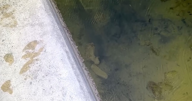 夜の港で遭遇した“とんでもない危険生物”→捕獲したら……　まさかの結末に「マジか！」「そんなことがあるんですね」