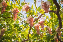 【関西地方在住者に聞いた】果物がおいしい「都道府県」ランキングTOP26！　第1位は「山梨県」【2025年最新調査結果】