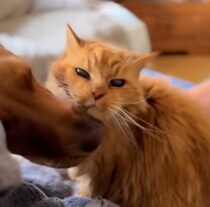 “毛づくろい”できない26歳の老猫、かわりにやってあげる犬の姿に「とてもかわいい」「異種の愛は貴重」【海外】