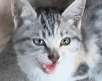 庭で育った11匹の子猫→新居に入れようとしたら“まさかのトラブル”で……「涙が出そう」「羨ましい」「夢が広がるなあ」