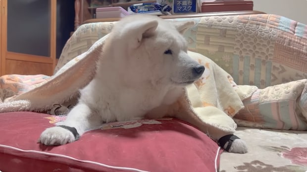 16歳柴犬、大好きなお母さんが寝込んでしまうと……　母を探す姿に心が洗われる「健気ですね」「ホントに素敵な家族」