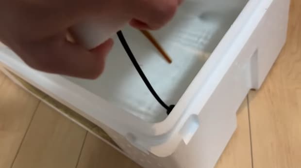 近所のスーパーで“バルタン星人”そっくりな謎の生き物を発見→連れ帰ると…… 驚きの姿に「すごい」「初めて見ました」