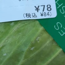 【画像】横から見た写真