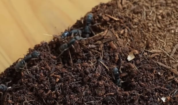 家で大量のアリを育てて9年後→「すごい！」「かわいい」「嬉しくなりますね」　思わず二度見の光景が話題